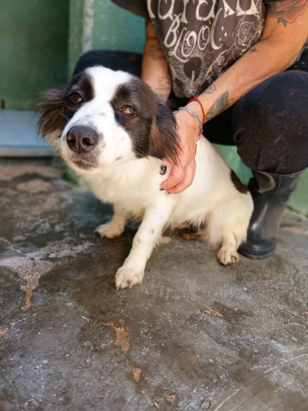 MAGDA - cagnolina di 3 anni - 8kg Foto 2